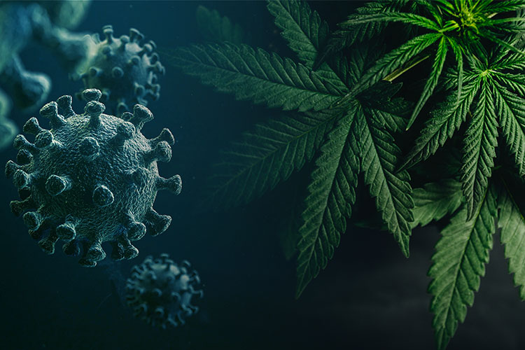 cannabis-and-coronavirus